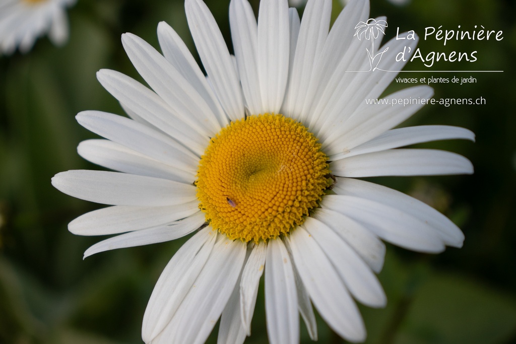 Leucanthemum vulgare - la pépinière d'Agnens