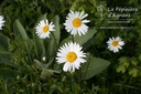 Leucanthemum vulgare - la pépinière d'Agnens