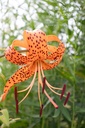 Lilium tigrinum - la pépinière d'Agnens