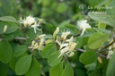 Lonicera xylosteum