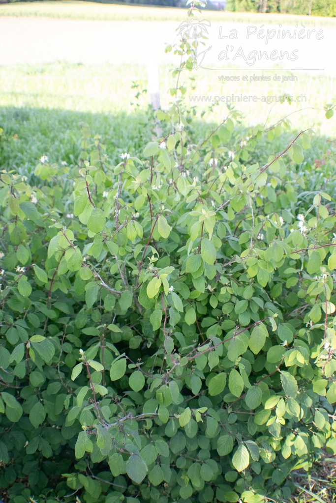 Lonicera xylosteum