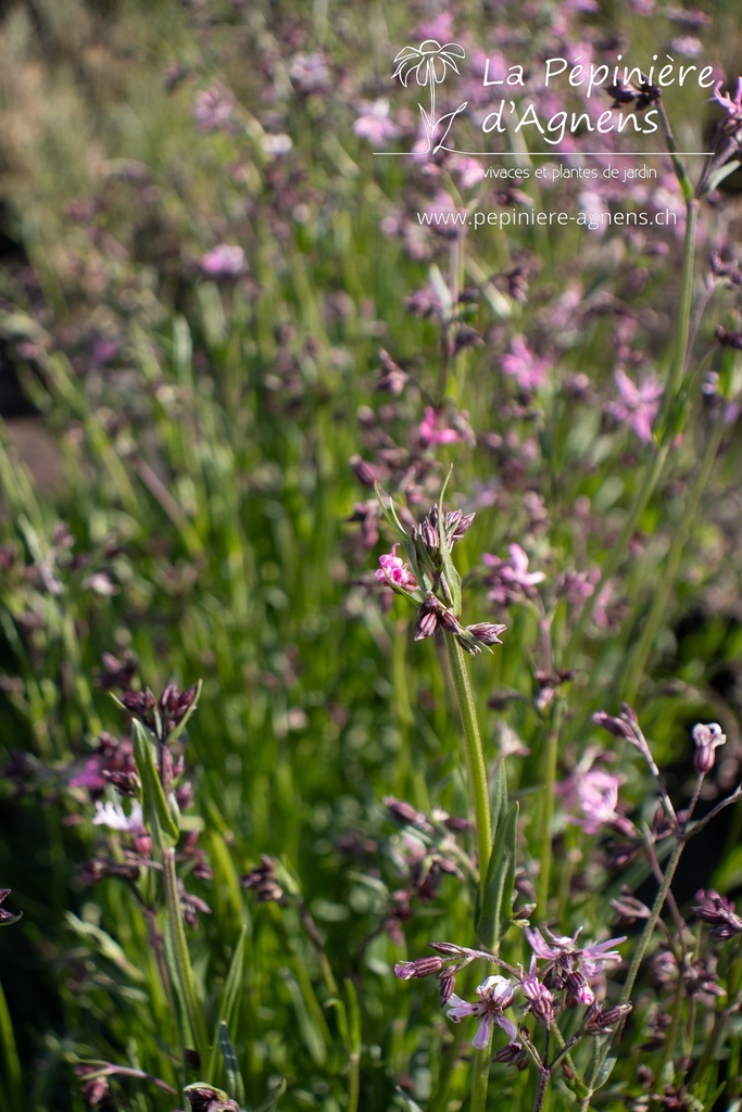 Lychnis flos-cuculi