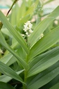 Maianthemum stellatum