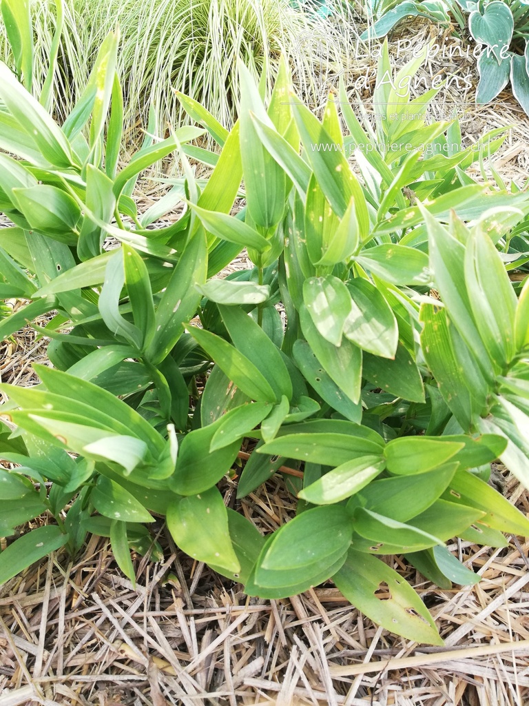 Maianthemum stellatum