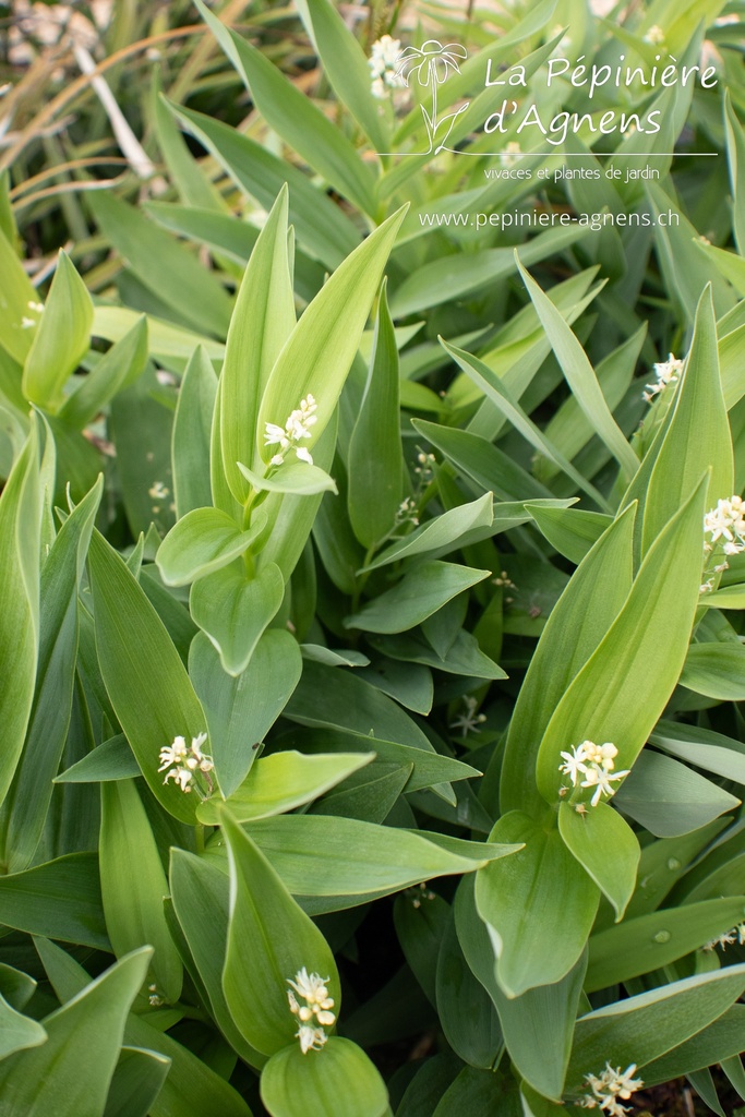 Maianthemum stellatum