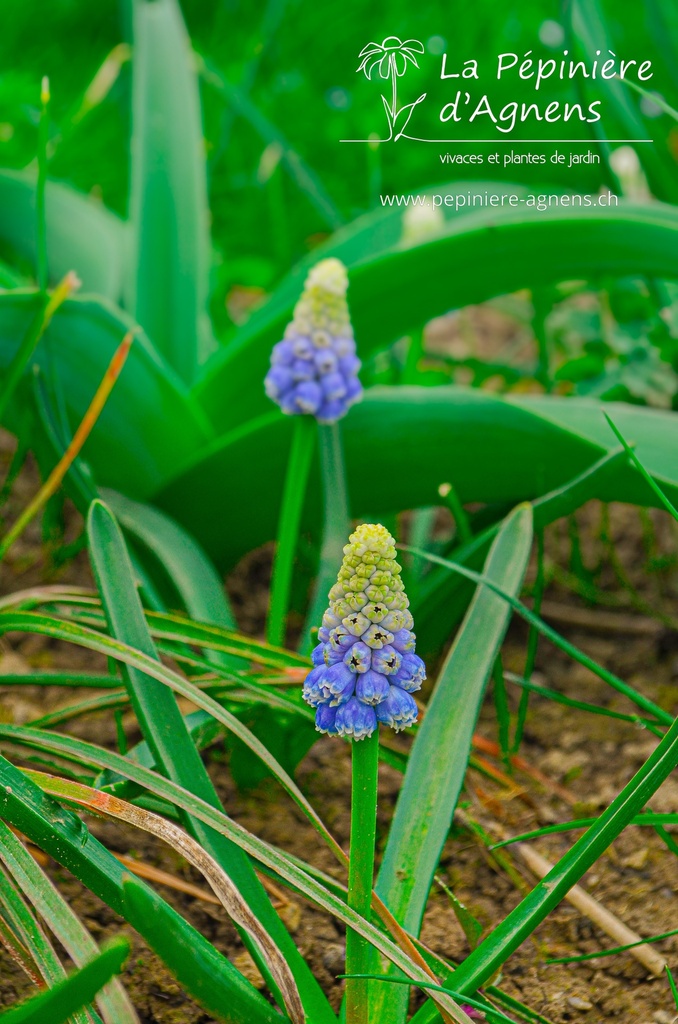 Muscari armeniacum 'Montain Lady'