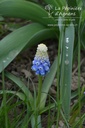 Muscari armeniacum 'Montain Lady'