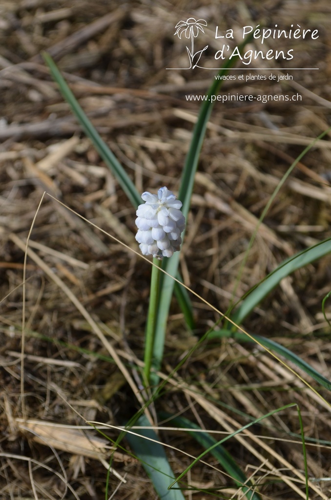 Muscari armeniacum 'Siberian Tiger'