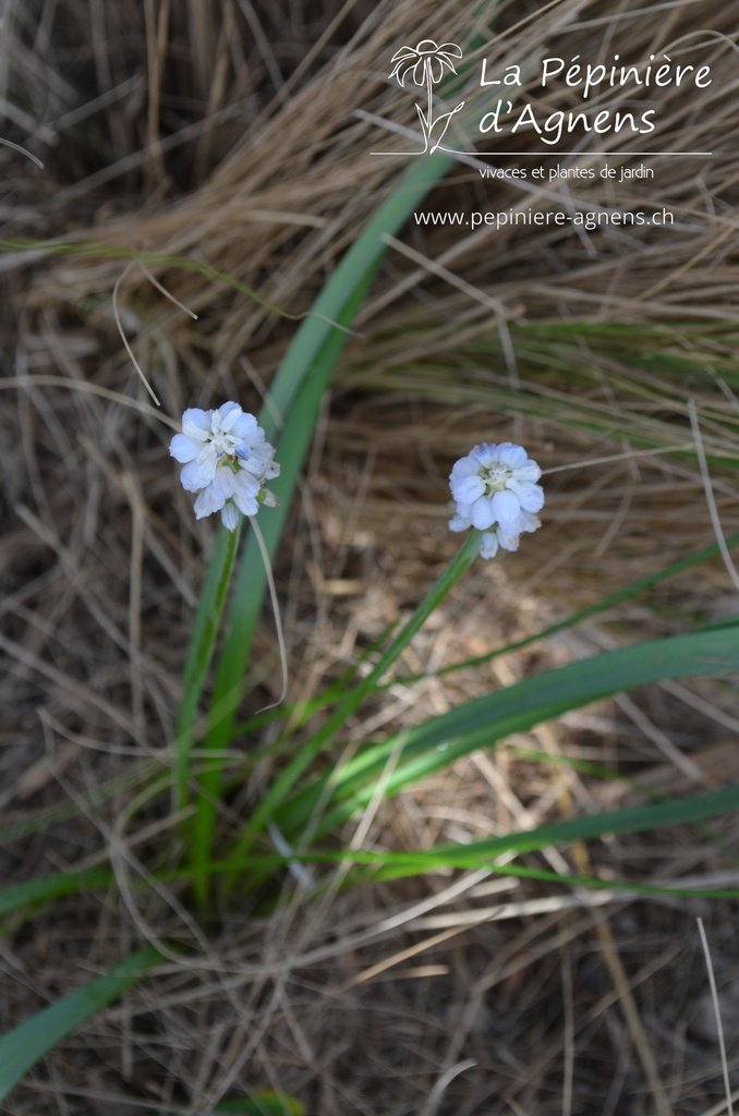 Muscari armeniacum 'Siberian Tiger'