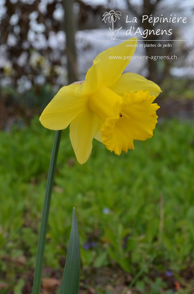 Narcissus trompette 'Dutch Master'