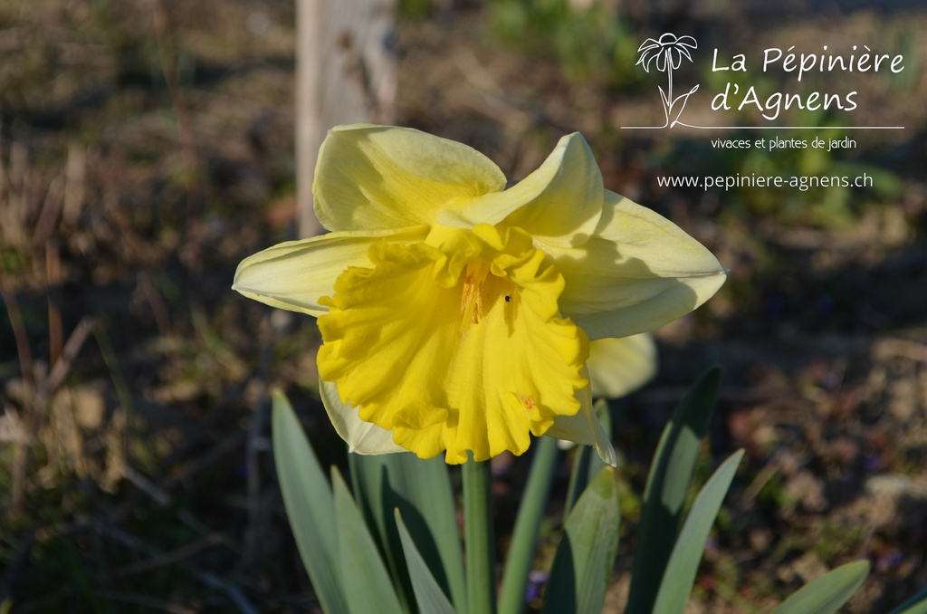 Narcissus Grp. trompette 'Las Vegas'