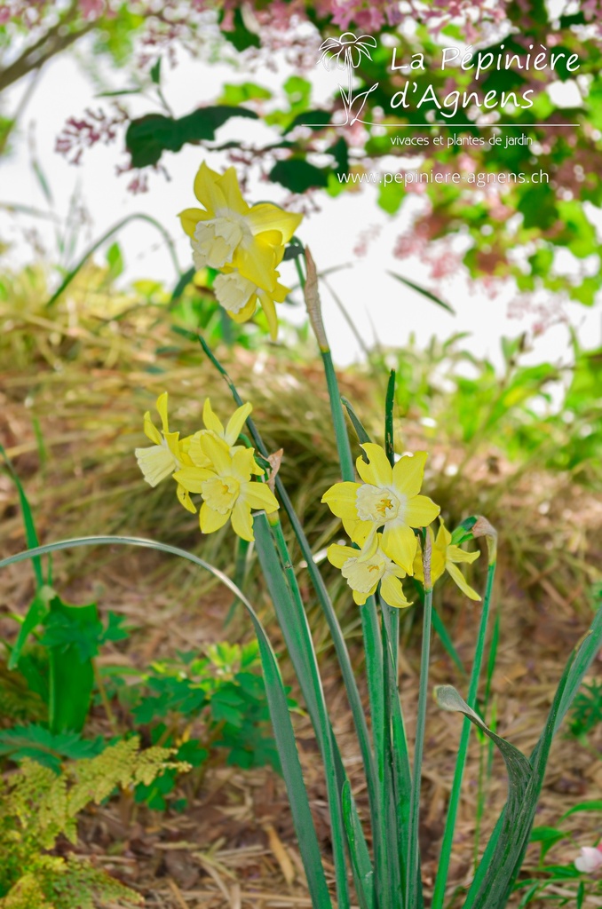 Narcissus botanique 'Pipit'