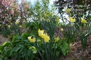 Narcissus botanique 'Pipit'