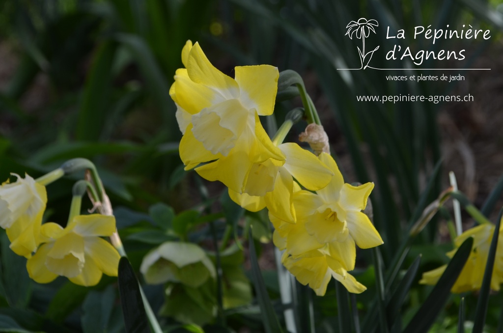 Narcissus botanique 'Pipit'