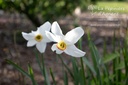 Narcissus poeticus var. recurvus