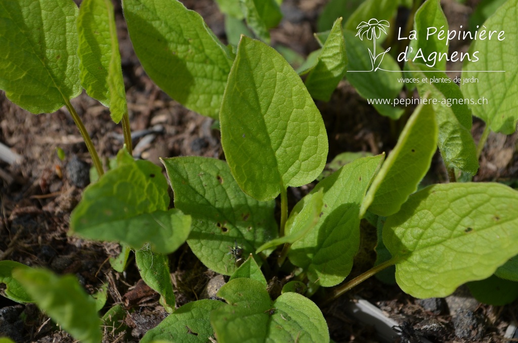 Omphalodes verna