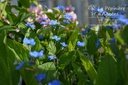 Omphalodes verna