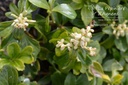 Pachysandra terminalis