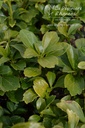 Pachysandra terminalis