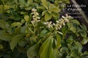 Pachysandra terminalis