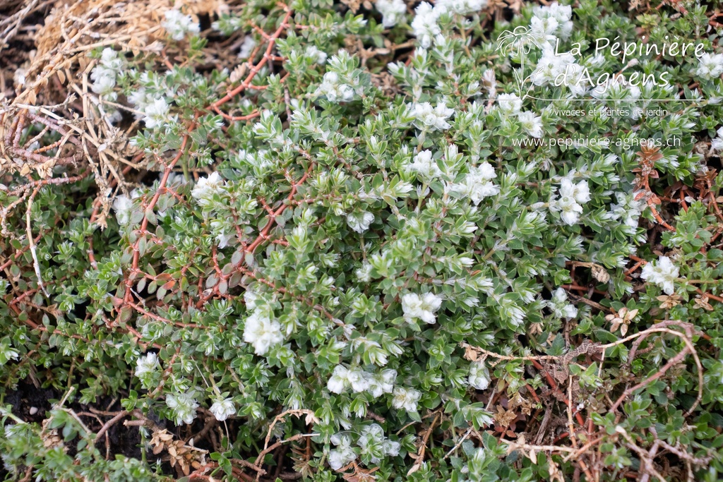 Paronychia kapela ssp serpyllifolia