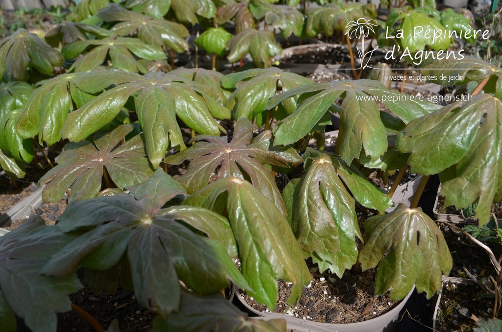 Podophyllum peltatum