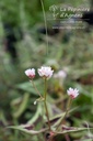 Persicaria microcephala 'Purple Fantasy'