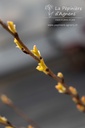 Physocarpus opulifolius 'Angel Gold'