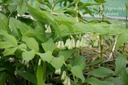 Polygonatum commutatum