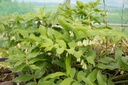 Polygonatum commutatum