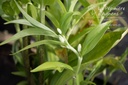 Polygonatum hybridum 'Weihenstephan'