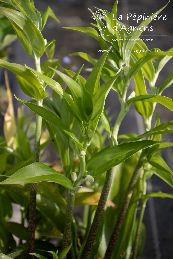 Polygonatum hybridum 'Weihenstephan'