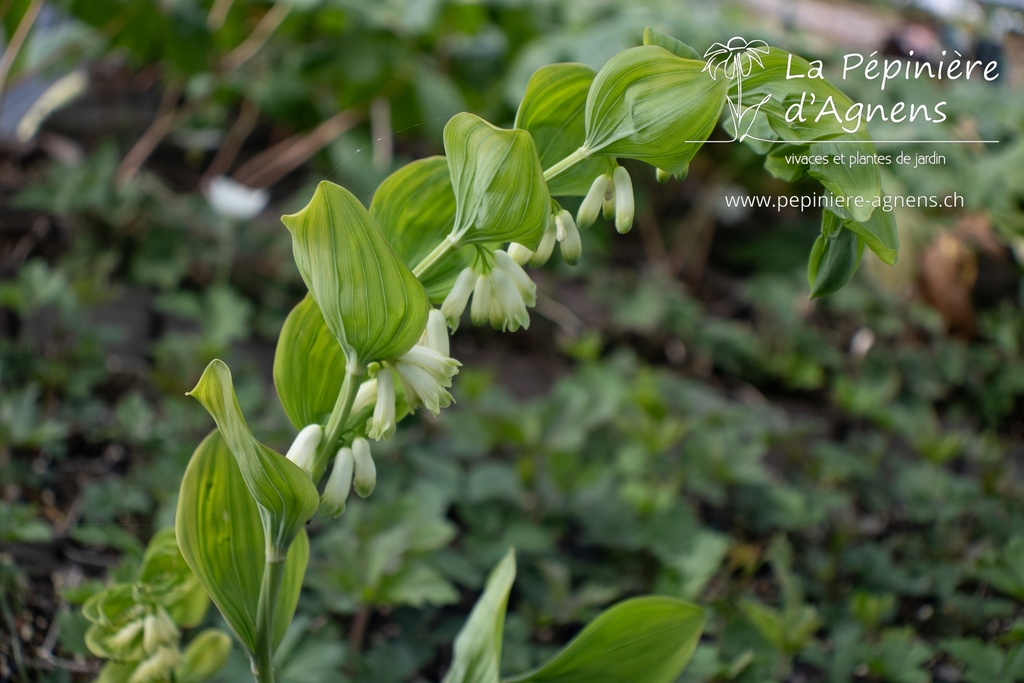 Polygonatum multiflorum