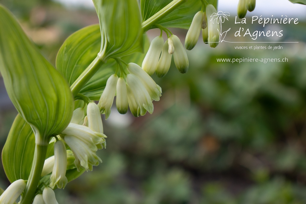 Polygonatum multiflorum