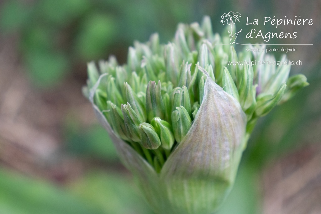 Allium 'Spider' - La pépinière d'Agnens