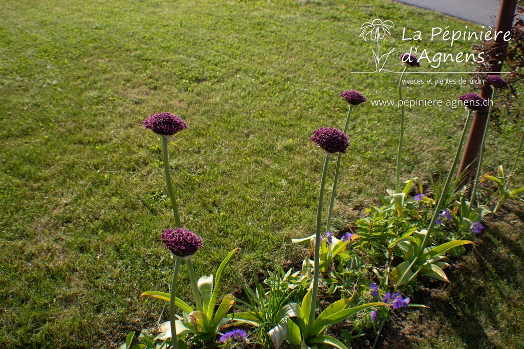 Allium 'Magic'- La Pépinière d'Agnens