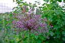 Allium 'Spider'- La Pépinière d'Agnens
