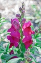 Antirrhinum - La Pépinière d'Agnens