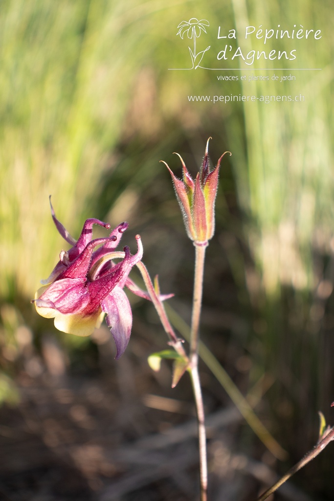 Aquilegia buergeriana- La Pépinière d'Agnens