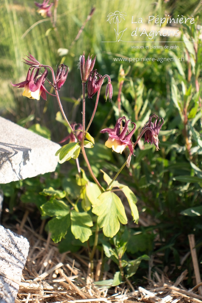 Aquilegia buergeriana- La Pépinière d'Agnens