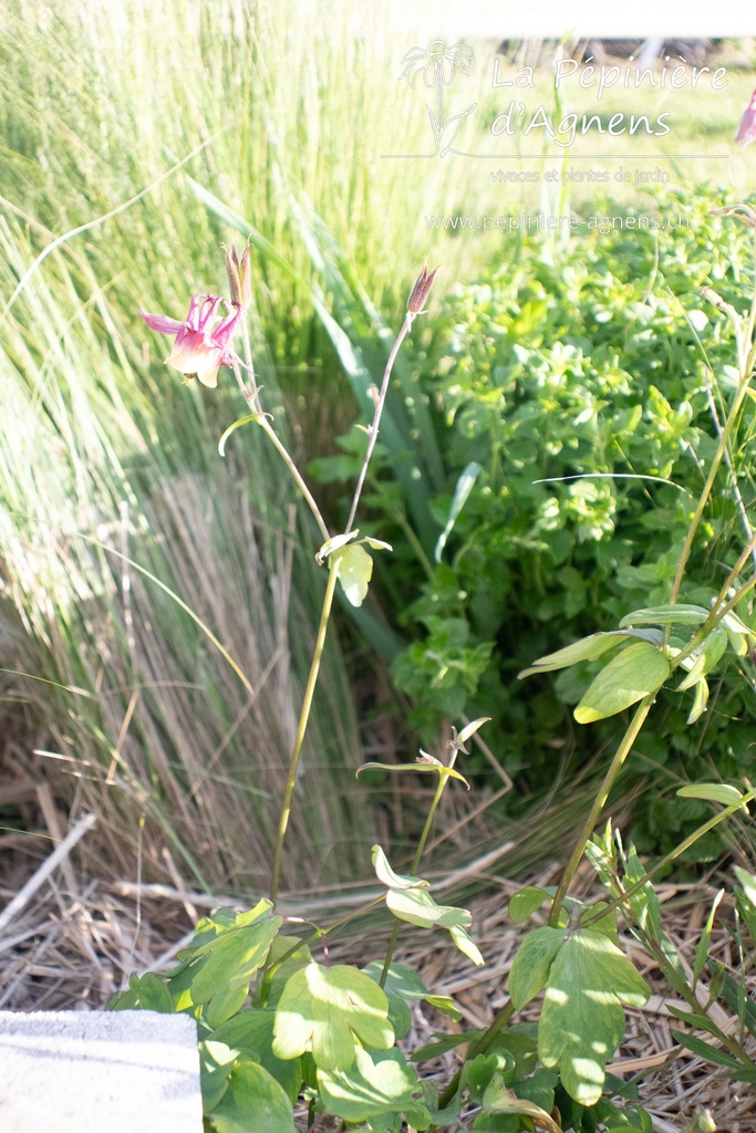 Aquilegia buergeriana- La Pépinière d'Agnens