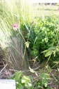 Aquilegia buergeriana- La Pépinière d'Agnens