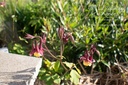 Aquilegia buergeriana- La Pépinière d'Agnens