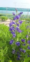 Baptisia australis 'Caspian Blue'- La Pépinière d'Agnens