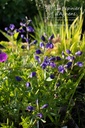 Baptisia australis 'Caspian Blue'- La Pépinière d'Agnens