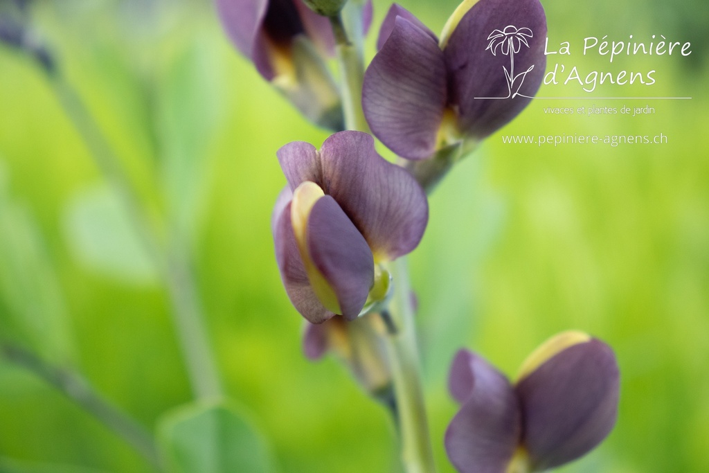 Baptisia hybride 'Chocolate Chip'- La Pépinière d'Agnens