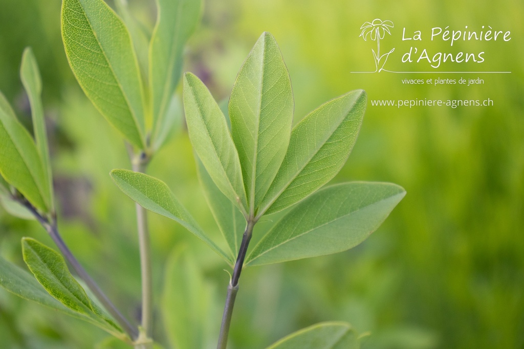 Baptisia hybride 'Chocolate Chip'- La Pépinière d'Agnens