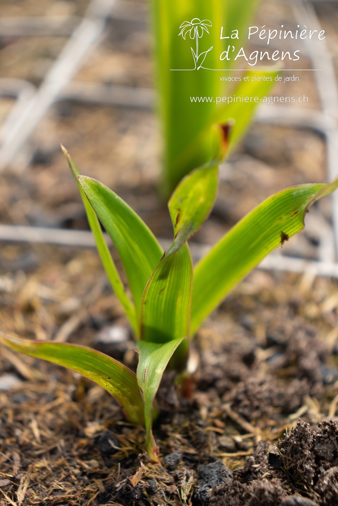 Sprekelia formosissima - Pépinière d'Agnens