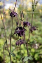 Aquilegia vulgaris 'Black Barlow' - La pépinière d'Agnens