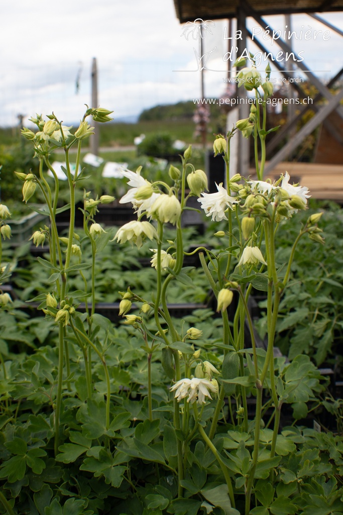 Aquilegia vulgaris 'White Barlow'